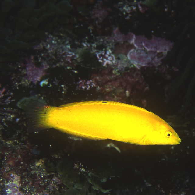 Halichoeres chrysus